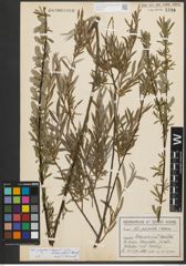 Foto von Salix purpurea L. x Salix repens subsp. rosmarinifolia (L.) Andersson